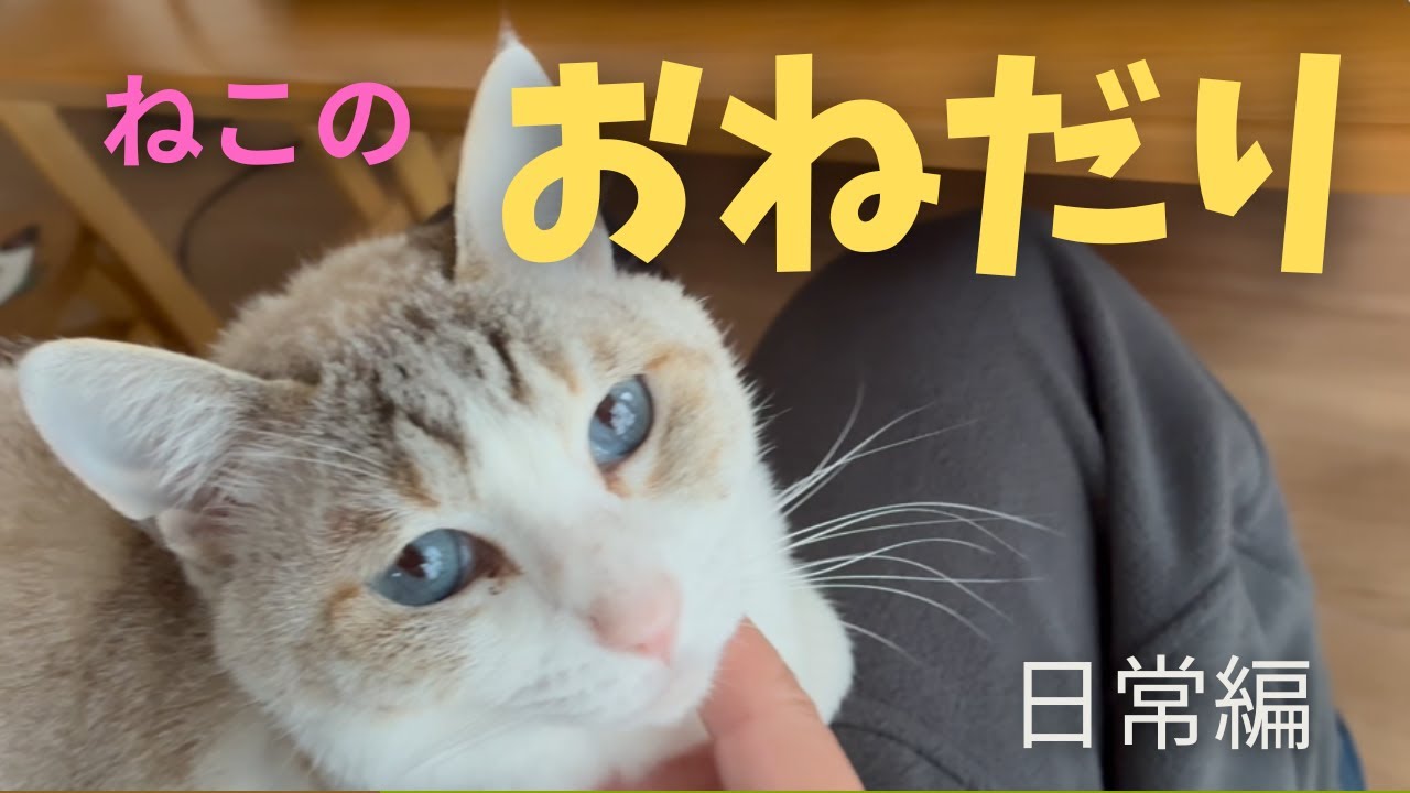 【５匹のねこ】おねだりがうざかわいい猫との暮らし