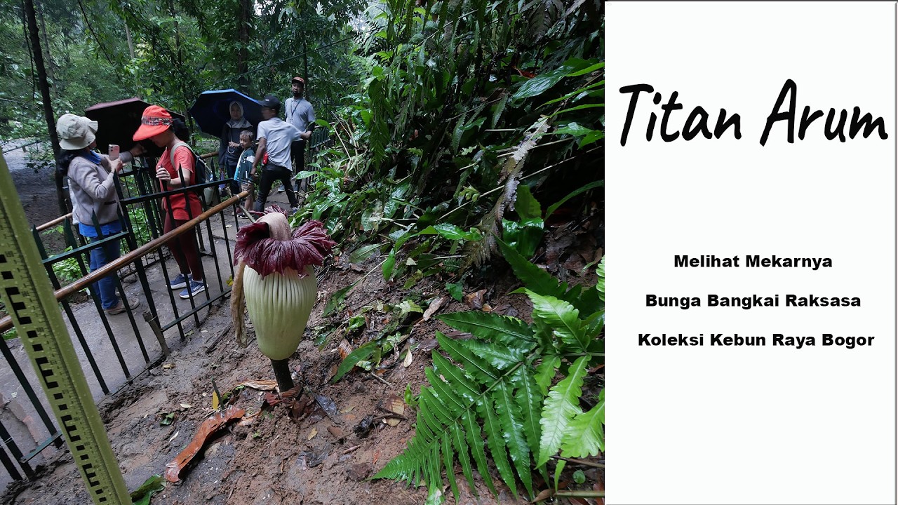 Melihat Mekarnya Titan Arum di Kebun Raya Bogor