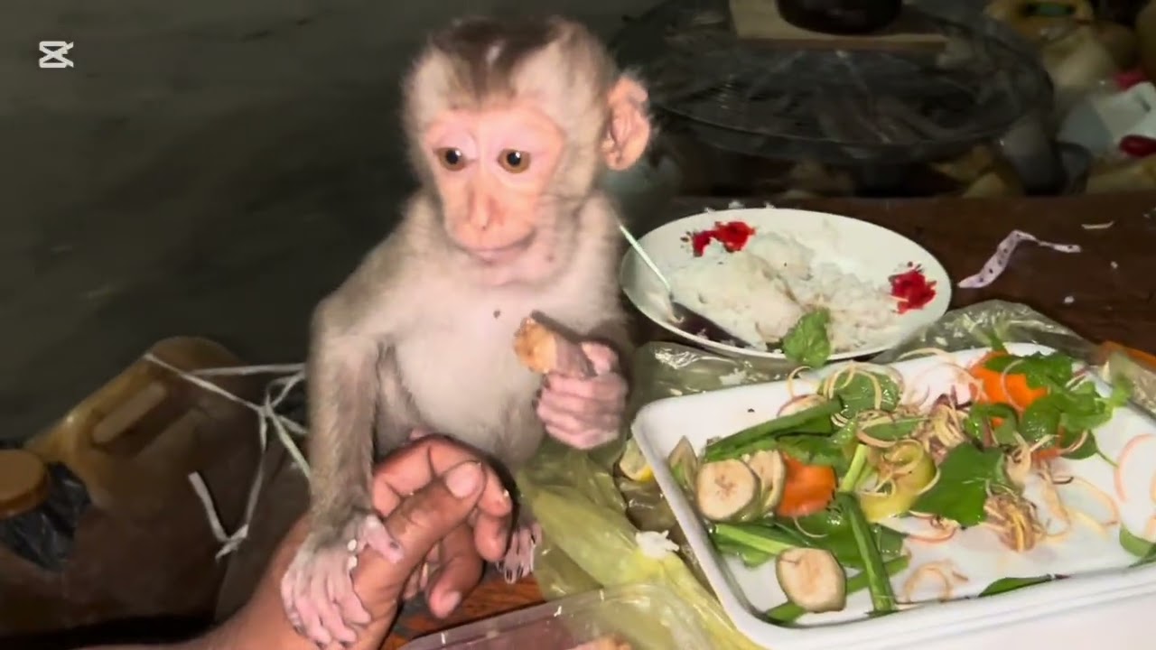 Mary eats rice with Papa #monkey #mary #asmr