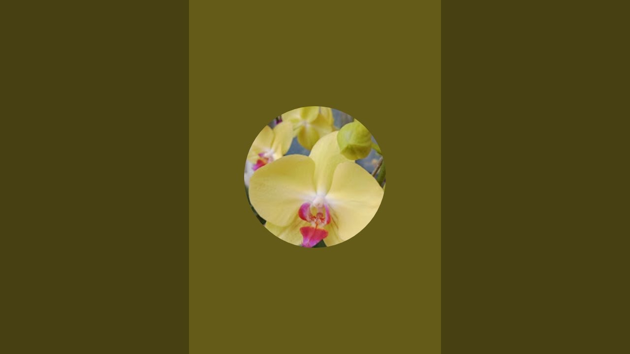 Jena Orchid sedang live sekarang!