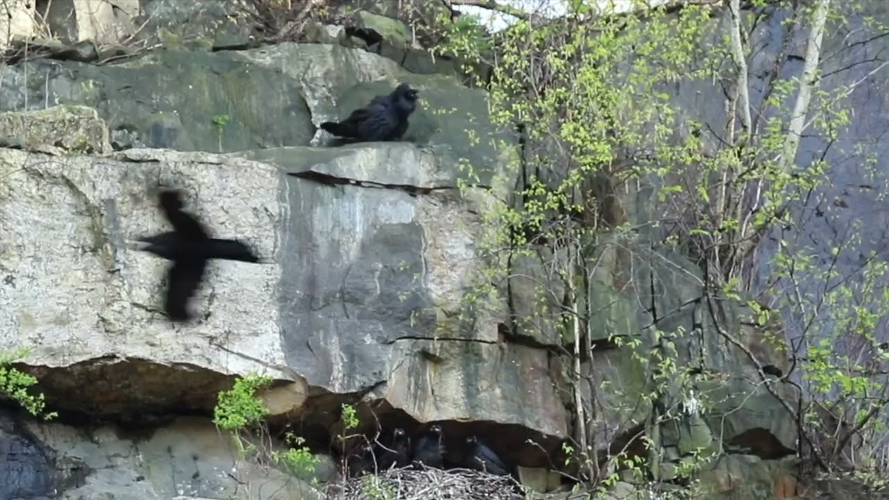 Peregrine vs. Ravens - Drama at the Cliffs!