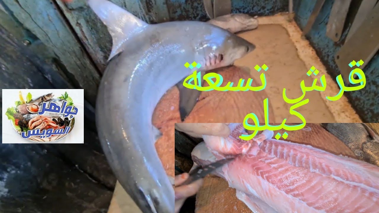 طريقة سلخ وتنظيف وأعداد وتجهيز سمكة قرش تسعة كيلو فيليه .