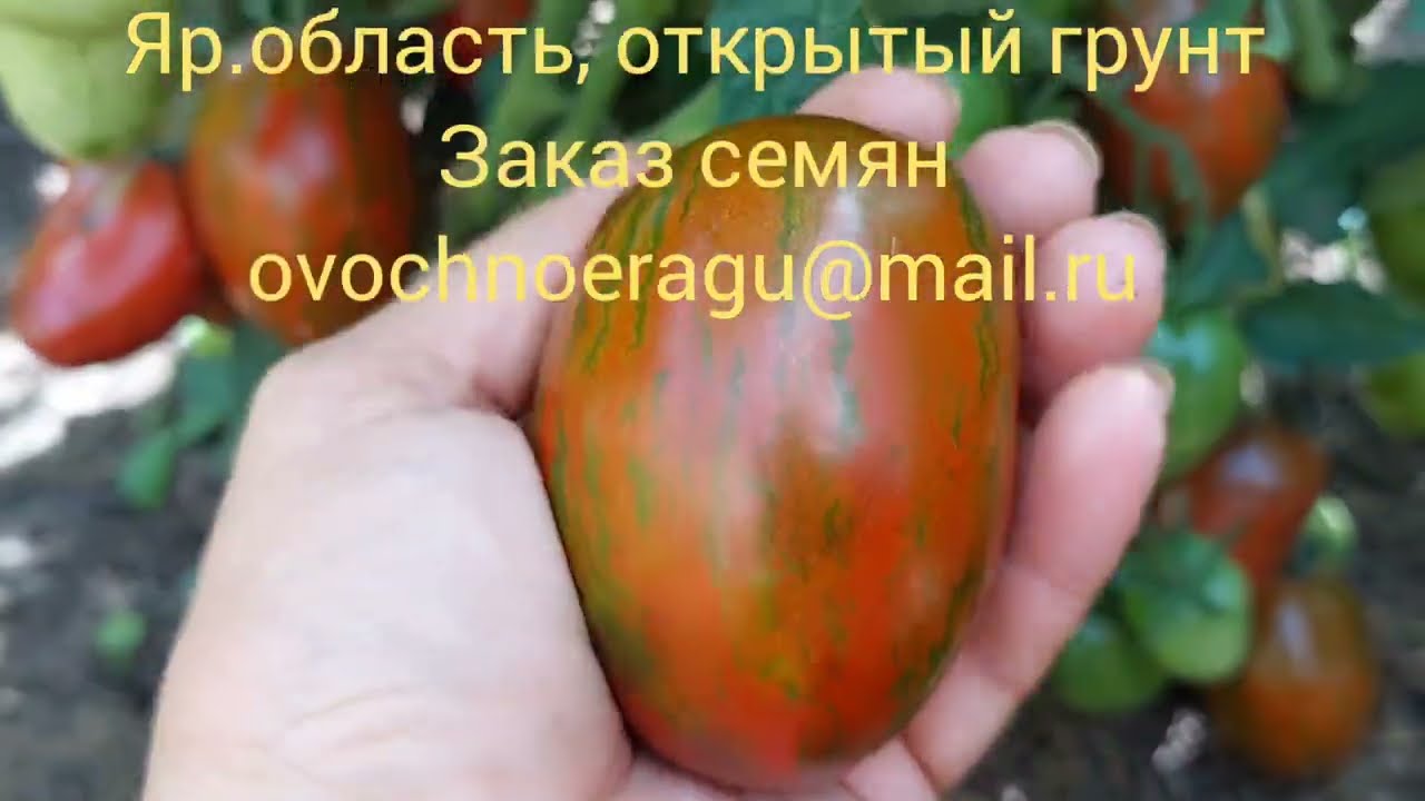 Гном томатный Любовь Одри. Очень урожайный! Открытый грунт 2023 Яр.обл.