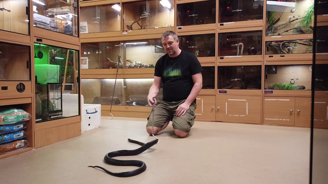 Sulawesi black mangrove snake