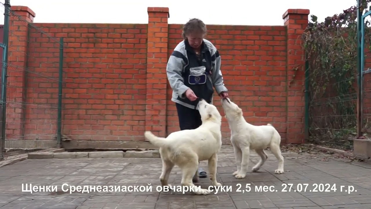 Щенки Среднеазиатской овчарки, алабаи. Щенкам на видео 2,5 и 7 мес.  +79262205603 Татьяна Ягодкина