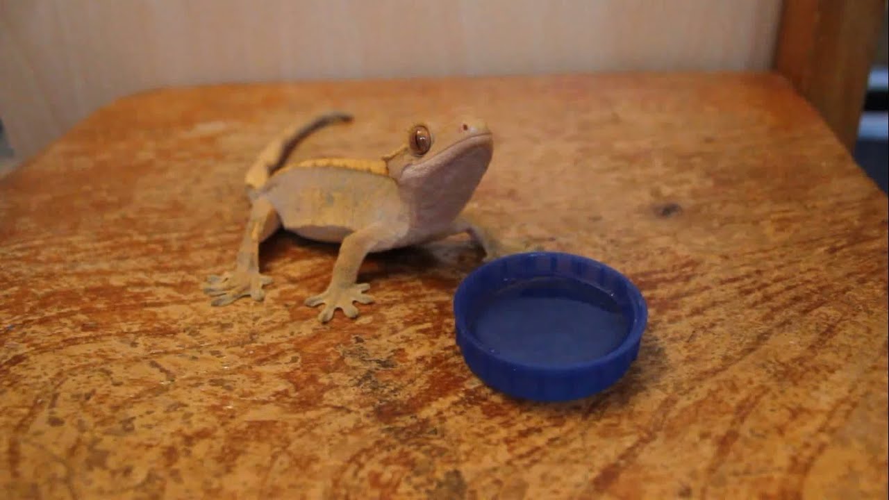 Do Crested Geckos Drink From Water Bowls?