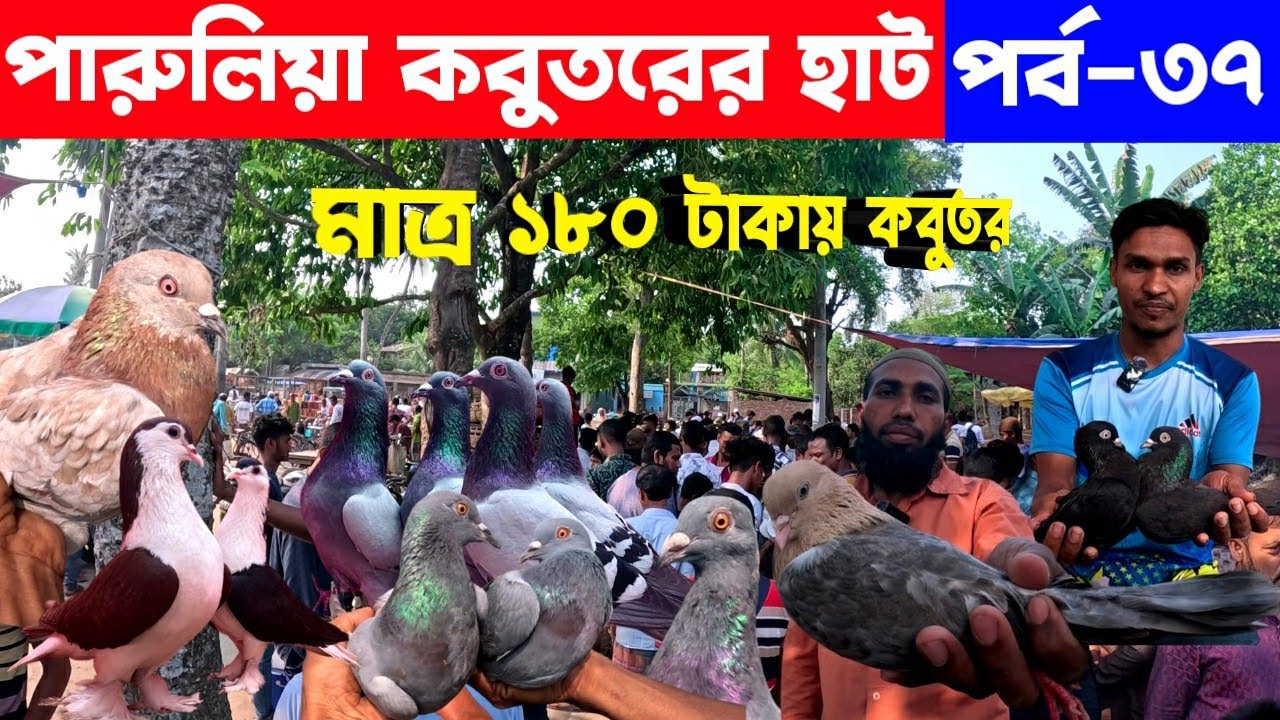 কম দামে কবুতর কিনুন গ্রামের হাট থেকে | kobutor hat 2025 | pigeon market in bangladesh | pigeon price