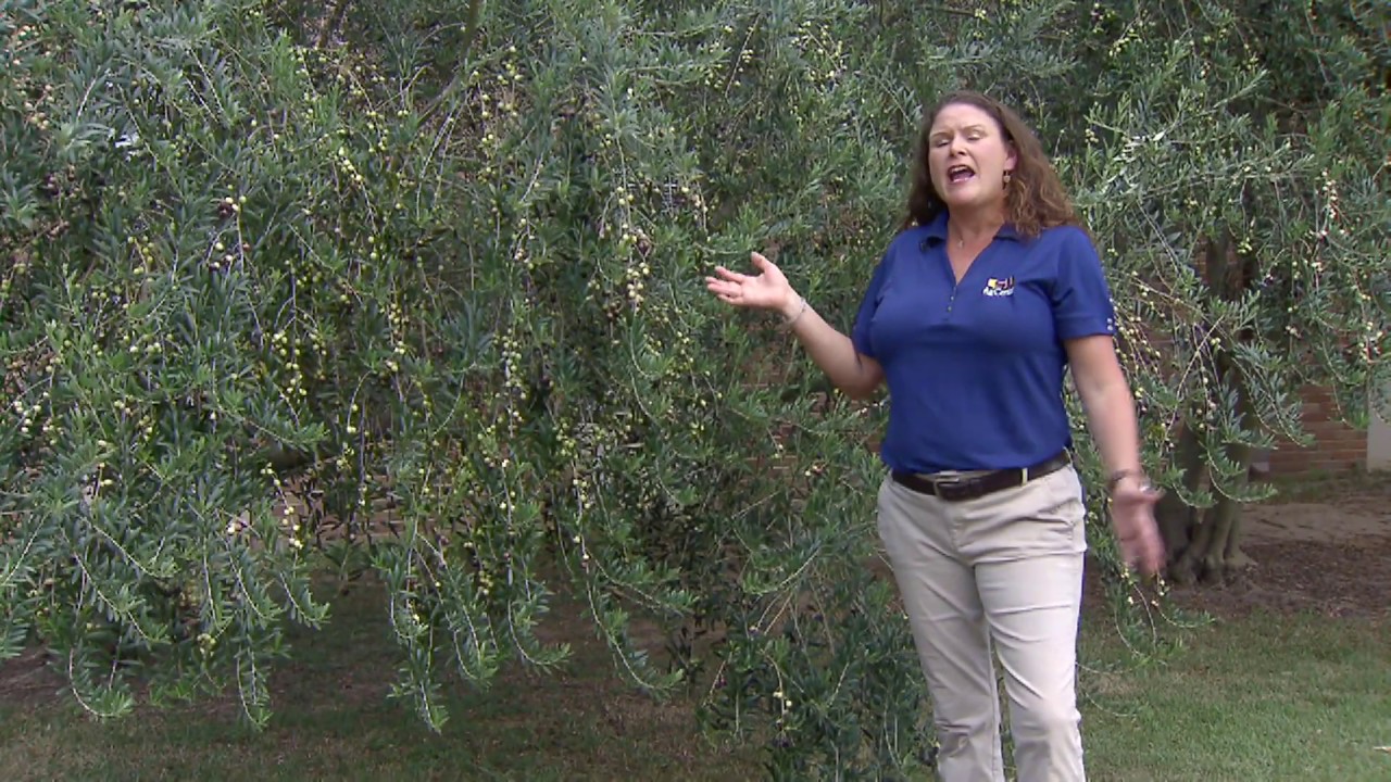 Greece is not the only place to grow olive trees