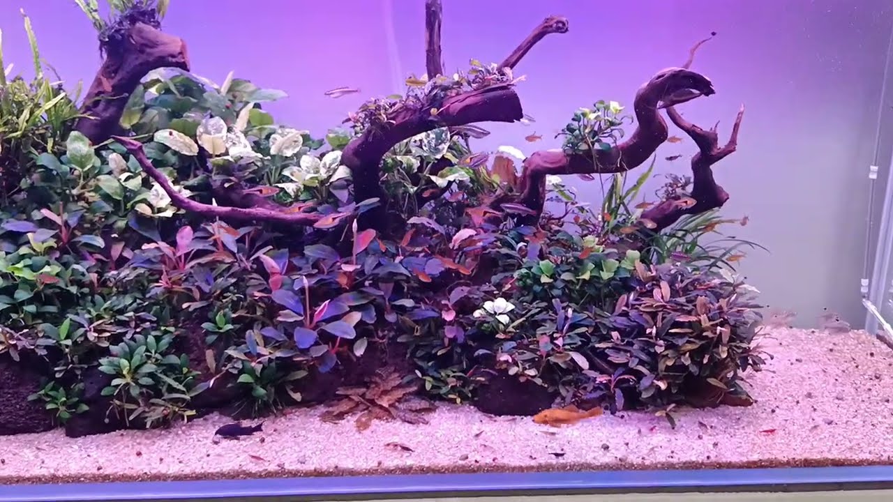 Прошло чуть больше месяца с момента запуска. Буцефаландры не растут.