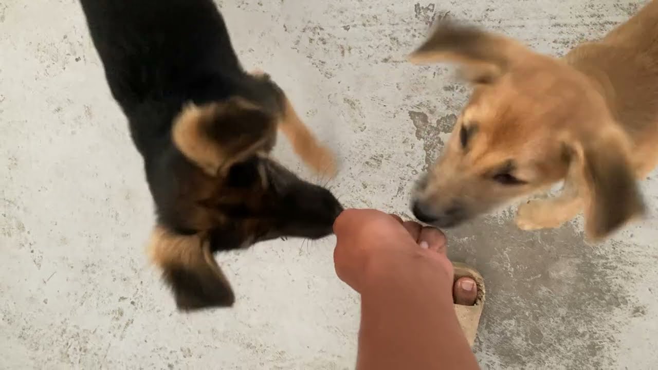 My Dog So Crazy. They Are Fighting
