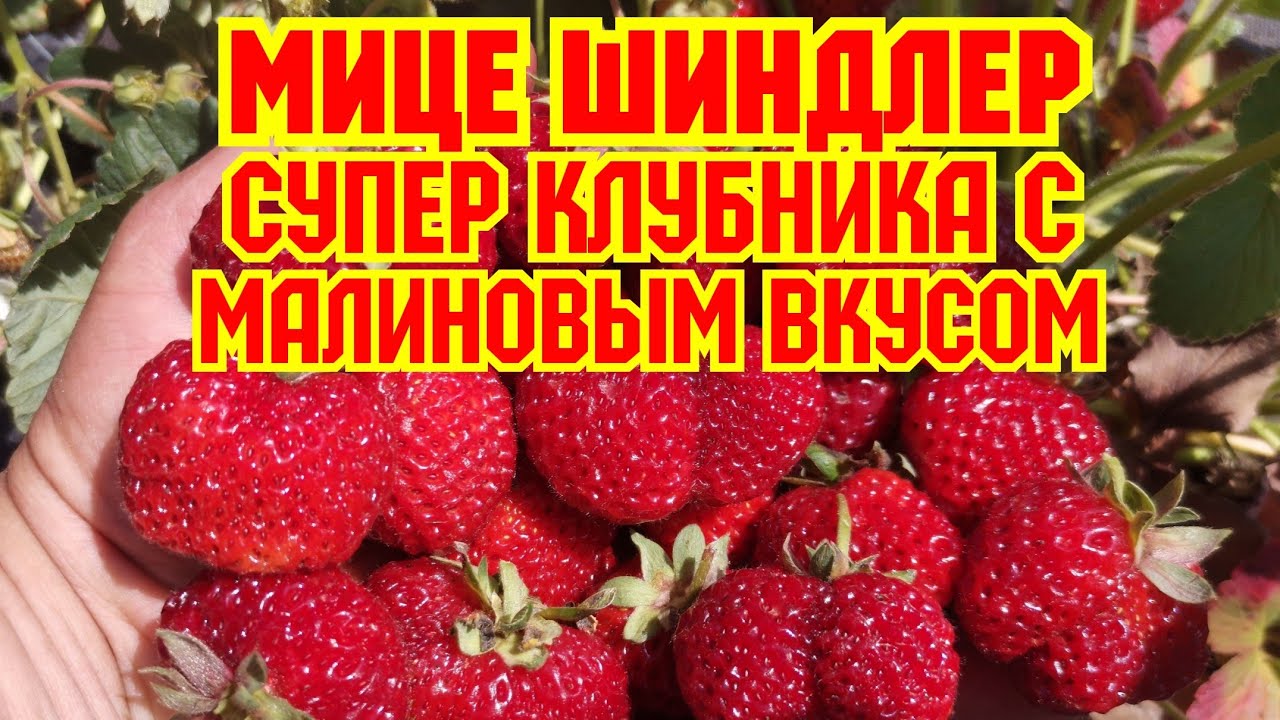 /Супер ягода, с малиновым вкусом, /клубника Мице Шиндлер! /