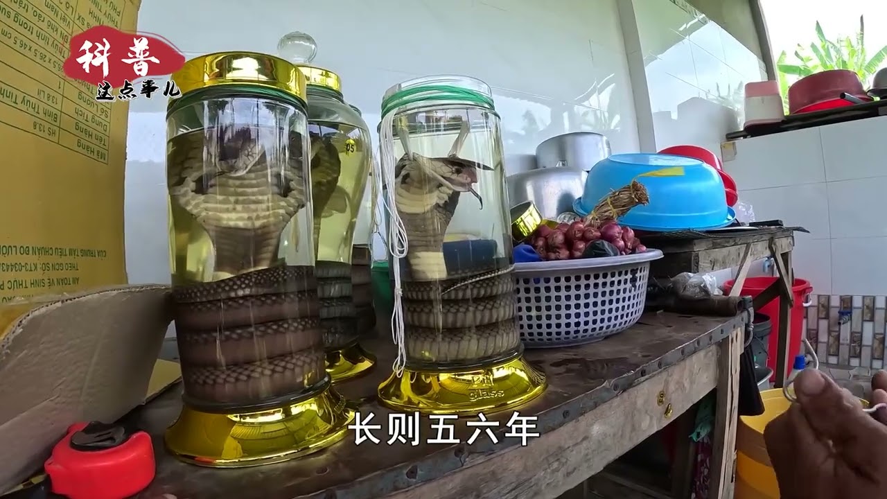 用白酒泡毒蛇，为什么会&ldquo;复活&rdquo;伤人？毒蛇是怎么活下来的？