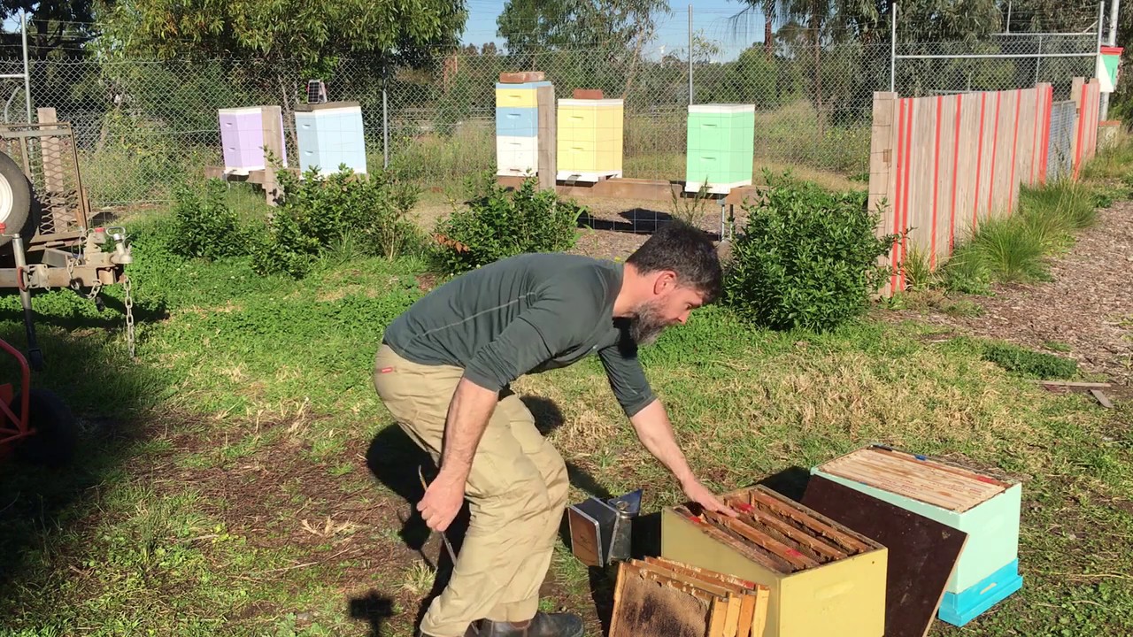 Splitting a beehive - or how to manage your bee hive swarms