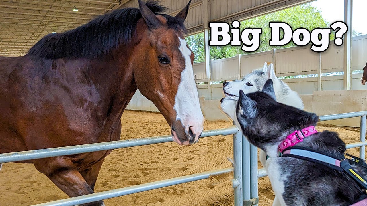 My Huskies Met the Budweiser Clydesdales!