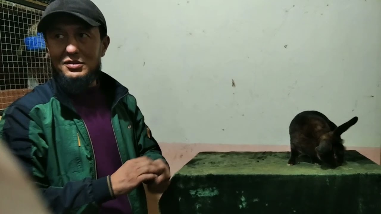 Flander Reks Baran Satin  quyonlar xaqida. Кролики Фландер Баран Рекс Сатин. Rabbits Flander Reks.