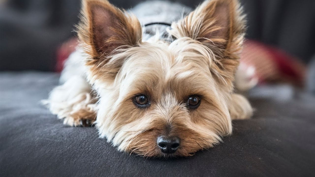 The Yorkshire Terrier s Impact on Canine Fashion Accessories