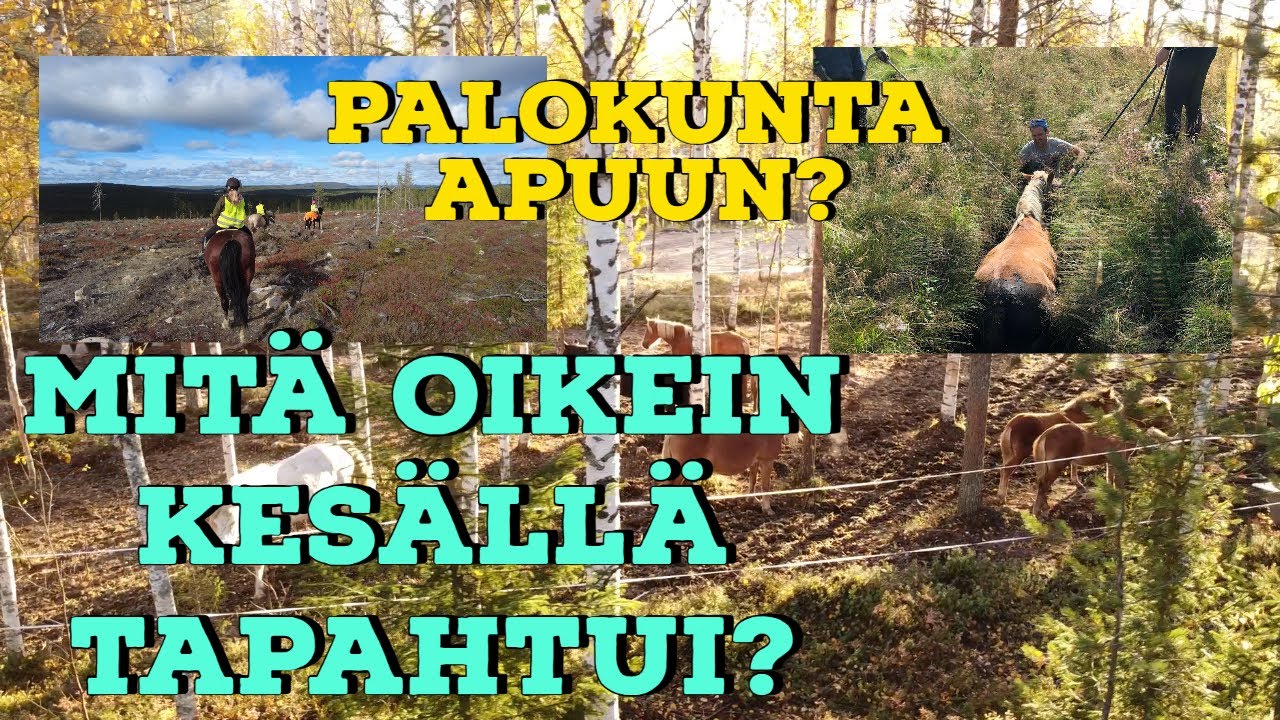 KESÄ ja SYYS kuulumisia tallilta