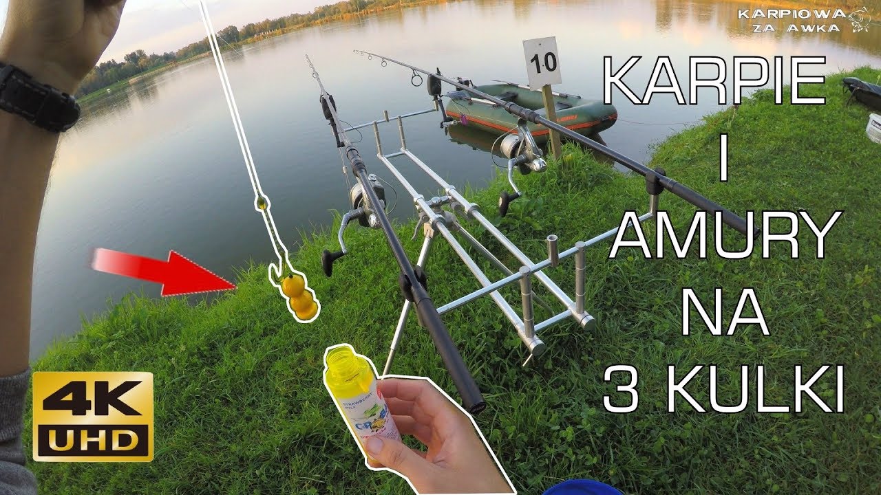 Zasiadka karpiowa - karpie i amury na 3 kulki [Duży Staw]...