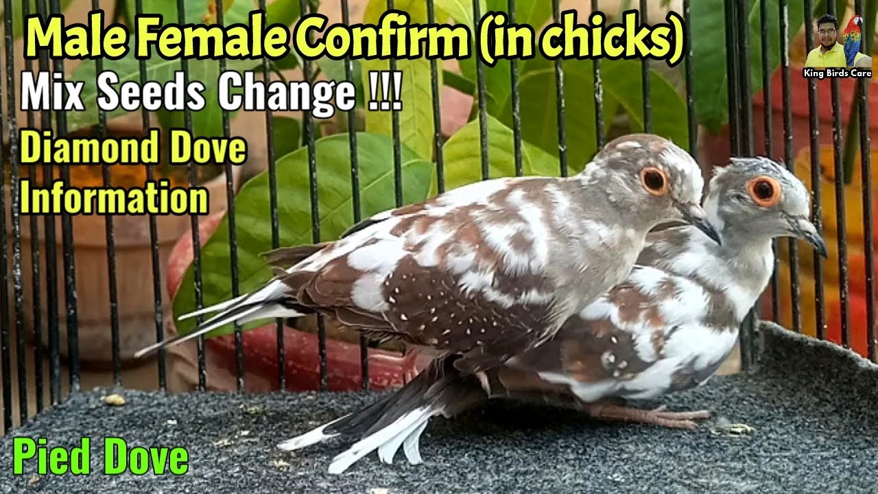 Dove male female difference | Diamond dove breeding and care tips | Diamond dove information