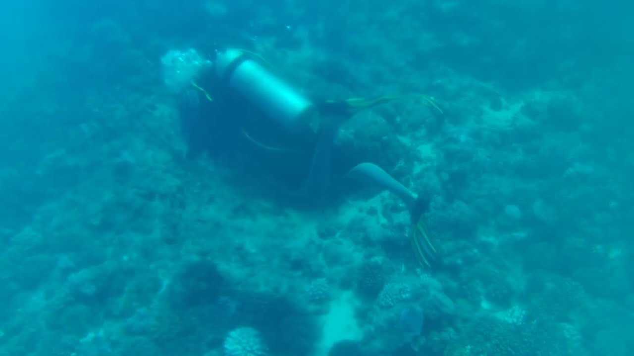 visit the fish during this video of a dive in Taaha, French Polynesia