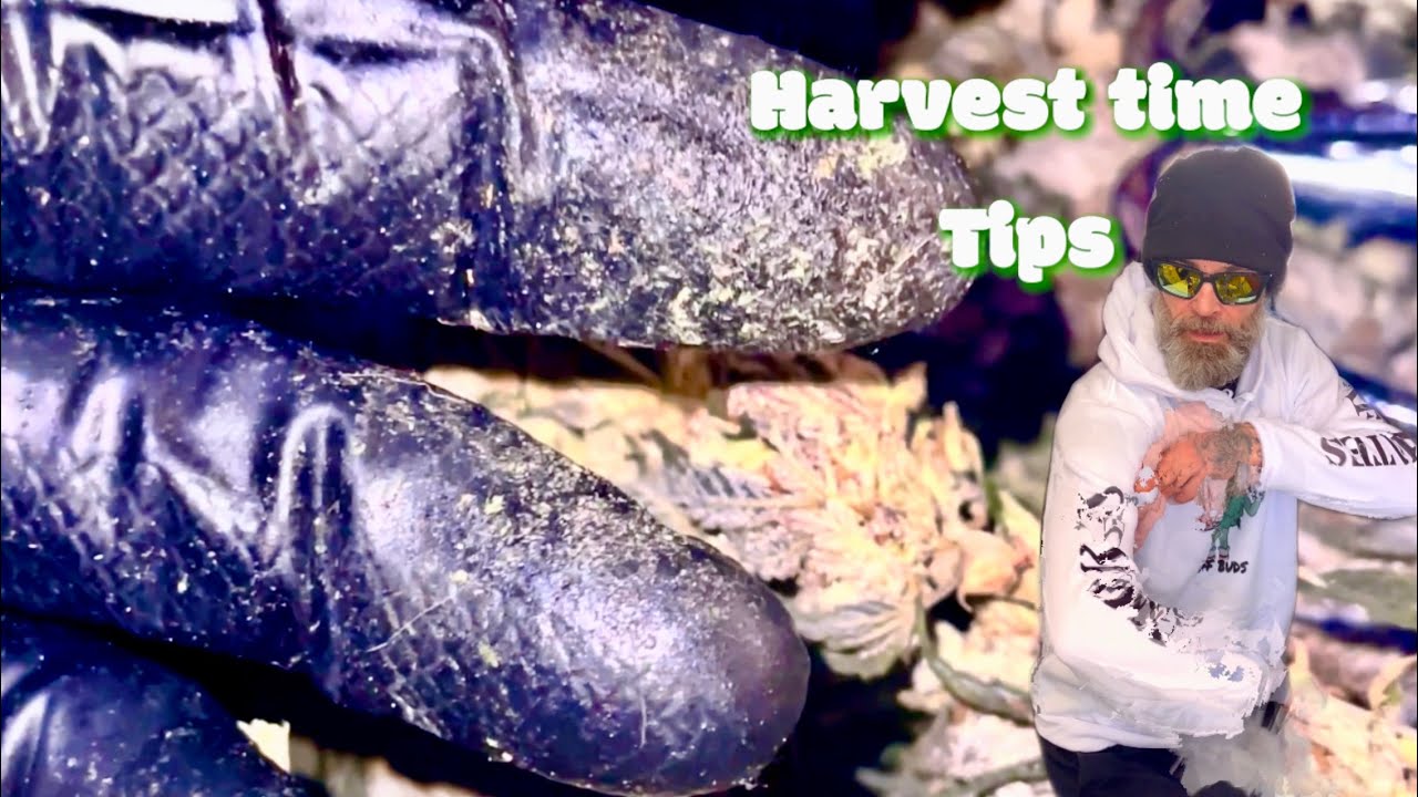 CANNABIS Harvesting Secrets REVEALED!