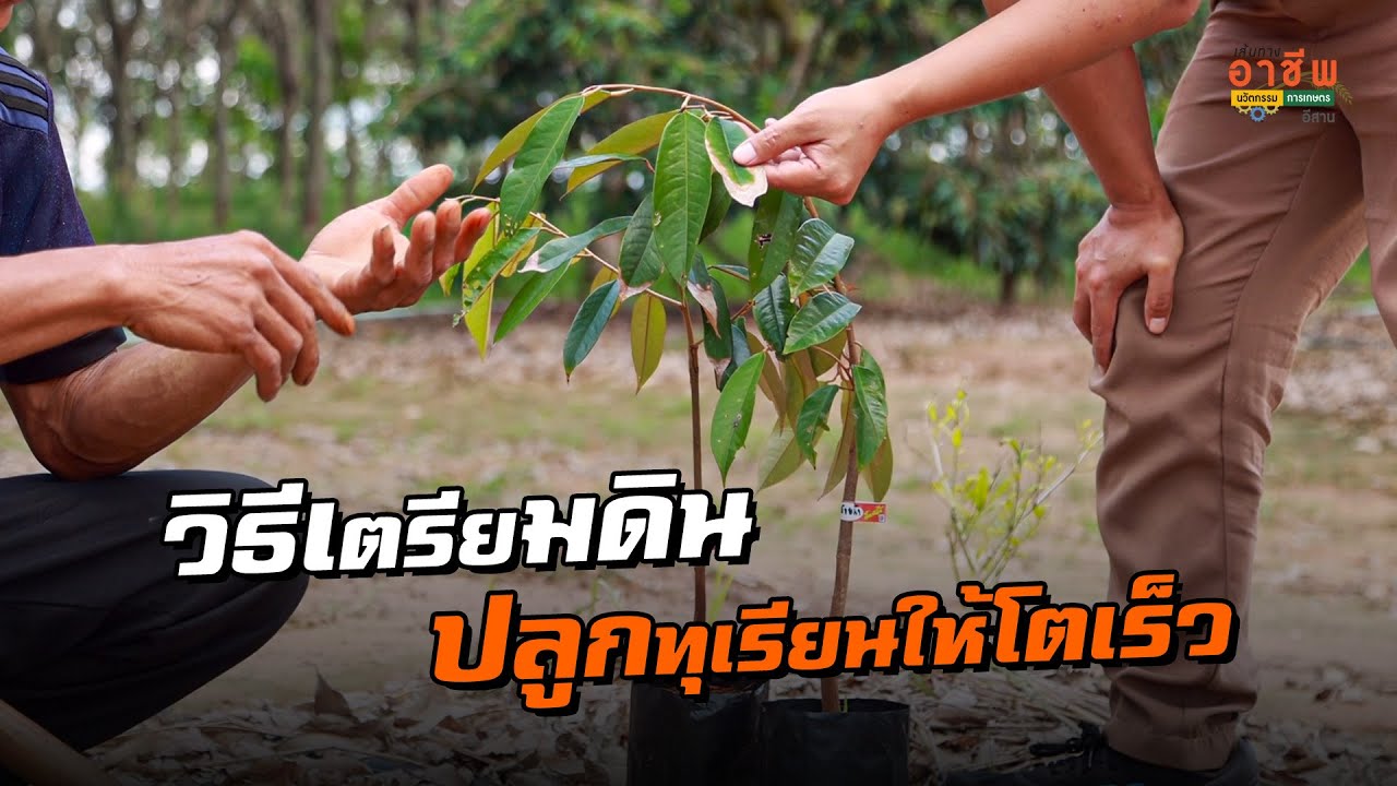 เผยเคล็ดลับ เตรียมดินปลูกทุเรียน ที่อีสานให้โตเร็ว ติด100% จากคนปลูกแท้ๆ