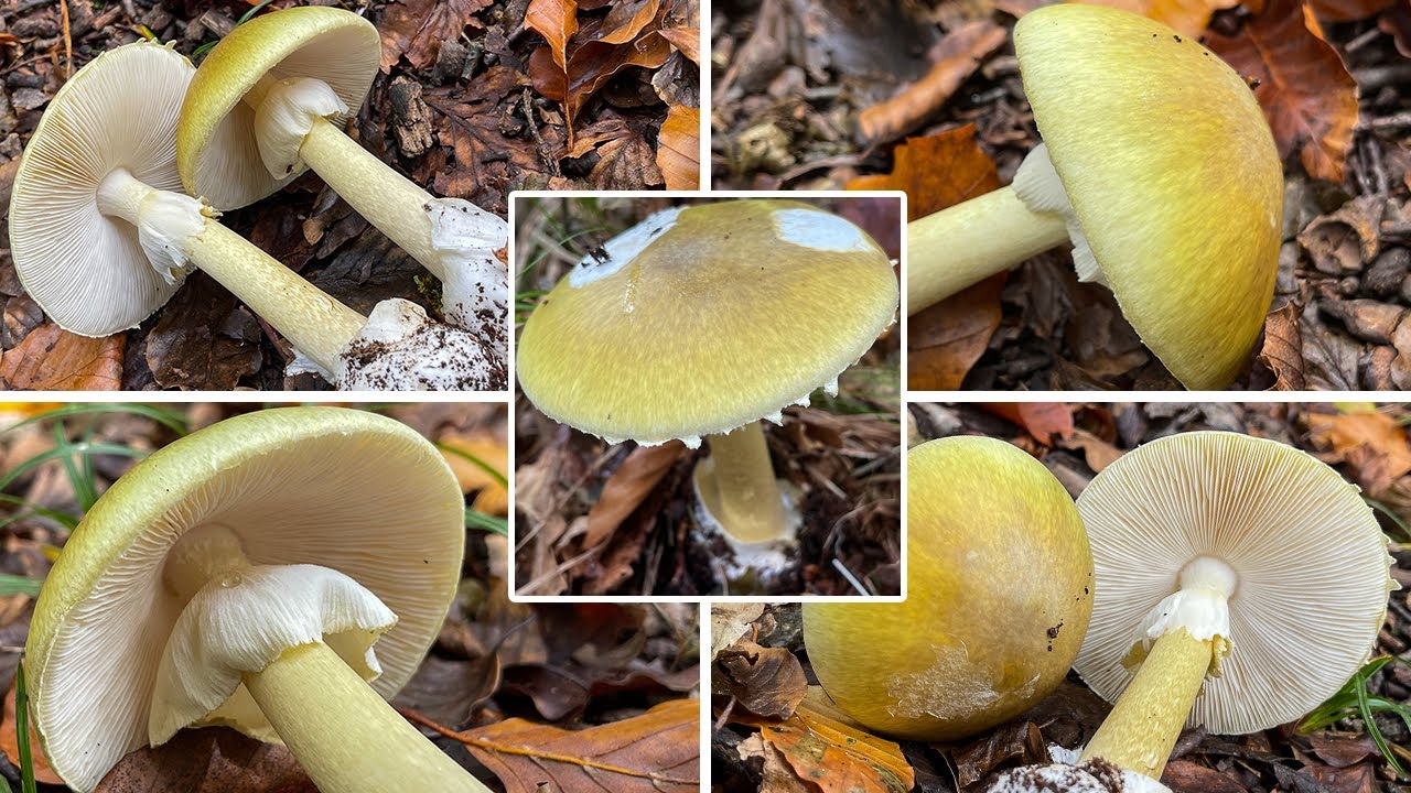 Grüner Knollenblätterpilz, Amanita phalloides | Grüner Wulstling, Giftchampignon, Giftgrünling