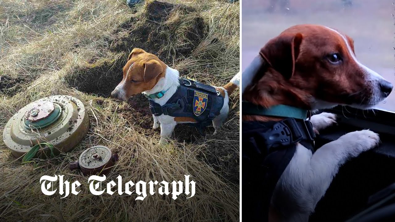 Military dog helps find 262 Russia bombs left in Chernihiv in one day