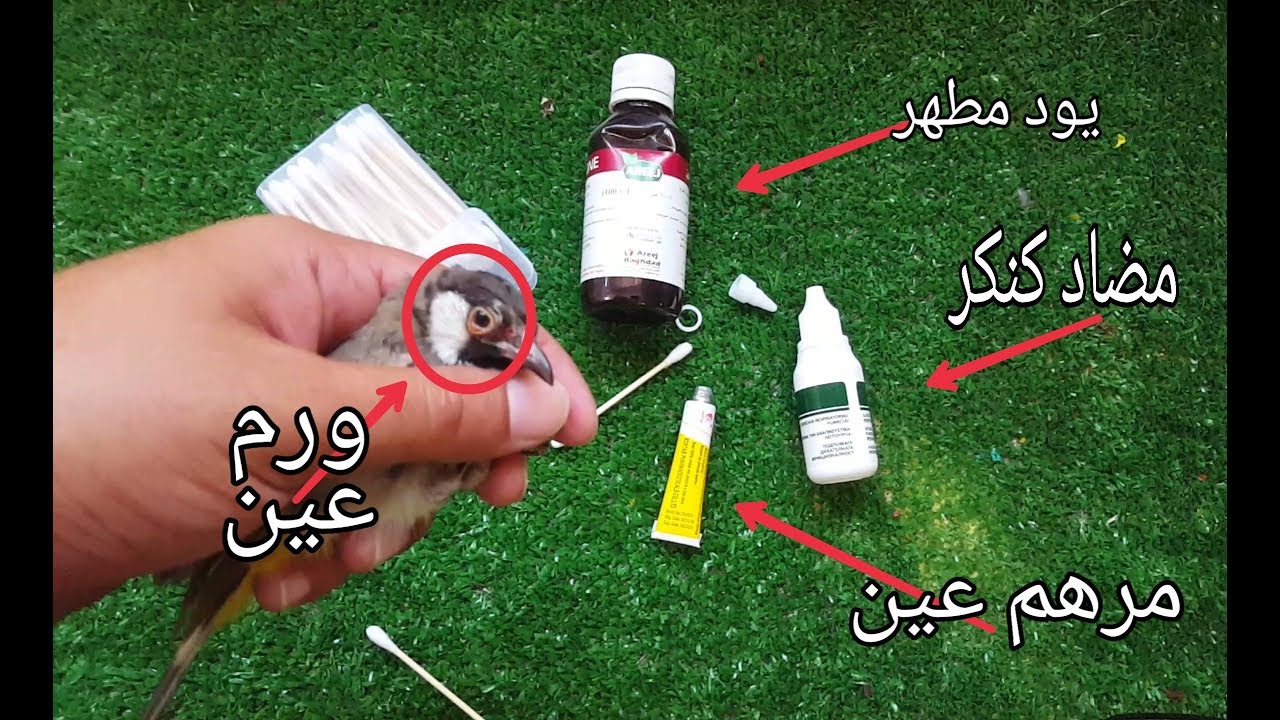 أمراض عين البلابل والطيور علاجه وأنواعه