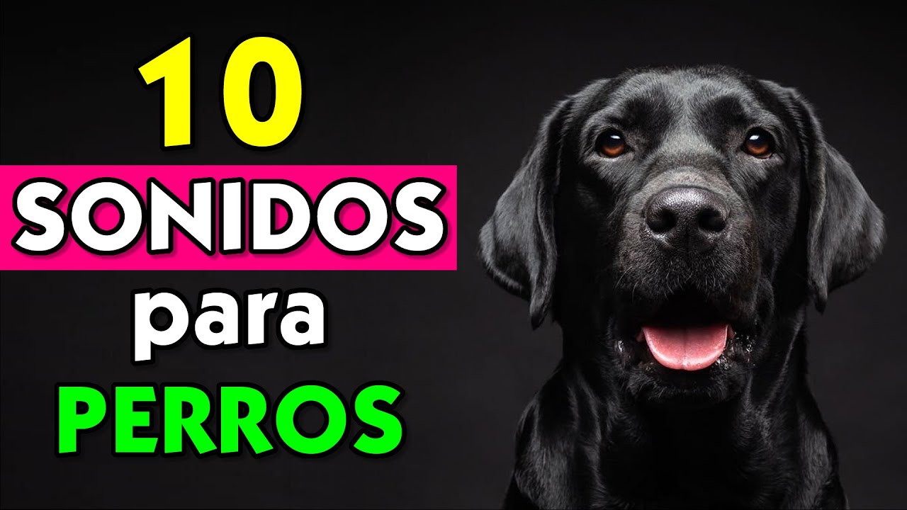 10 Sonidos para Perros - Para Asustar / Atraer / Venga