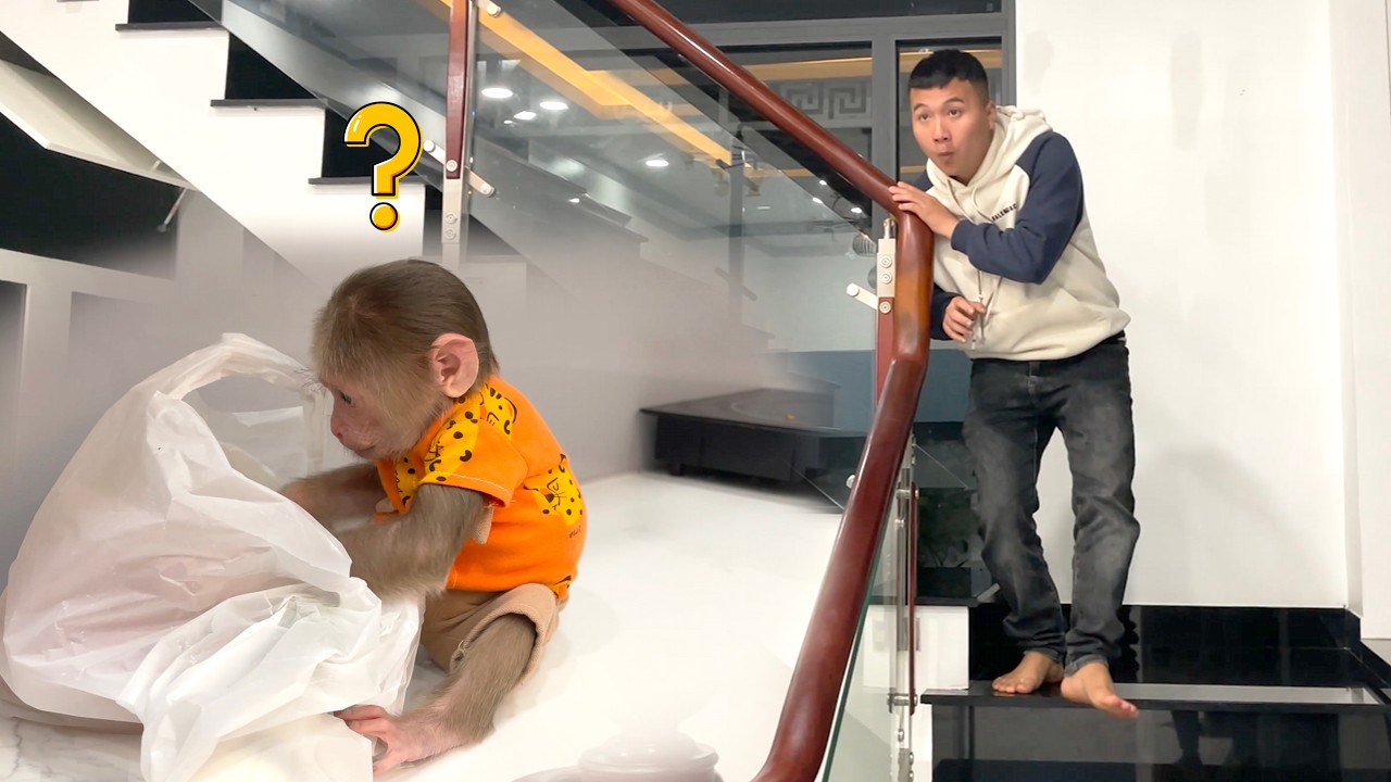 BUSTED! Monkey Cubis caught stealing food & his hilarious reaction