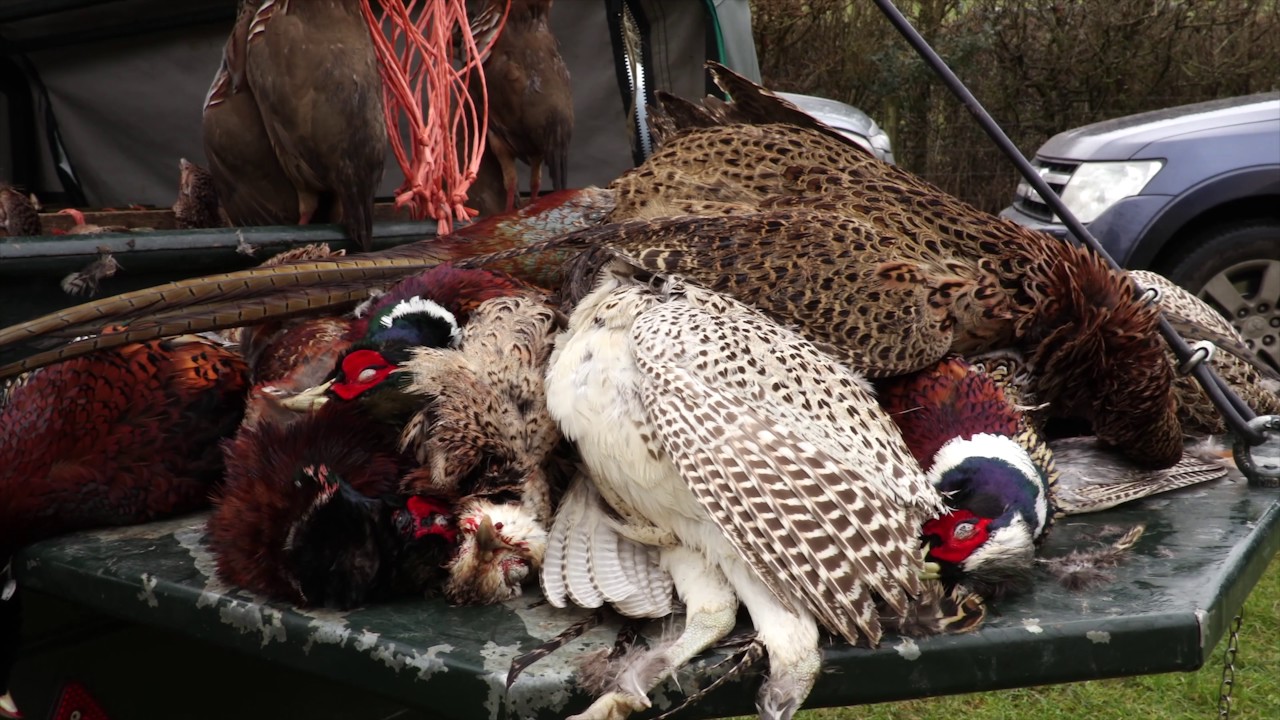 Driven Pheasant Shooting on Beaters Day 2017