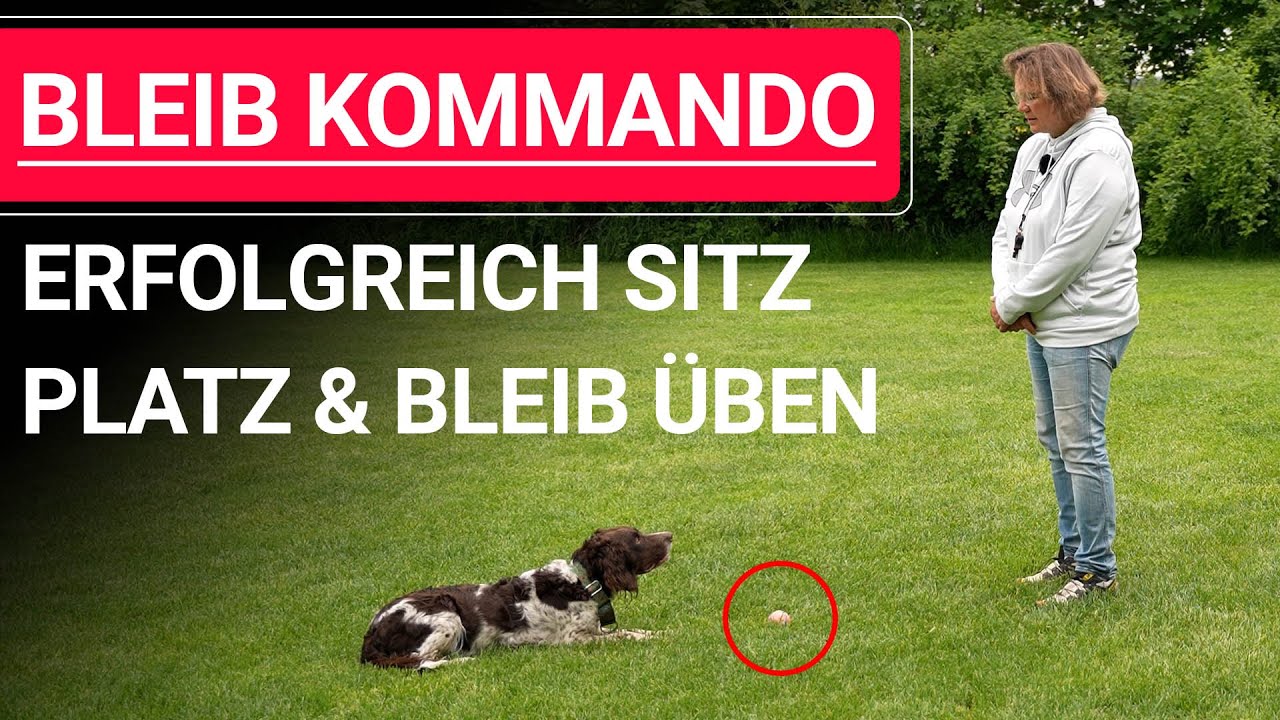 🐶 Bleib Kommando üben ➡️ Erfolgreich SITZ PLATZ und BLEIB üben ➡️ Praxisvideo 🐶✔️