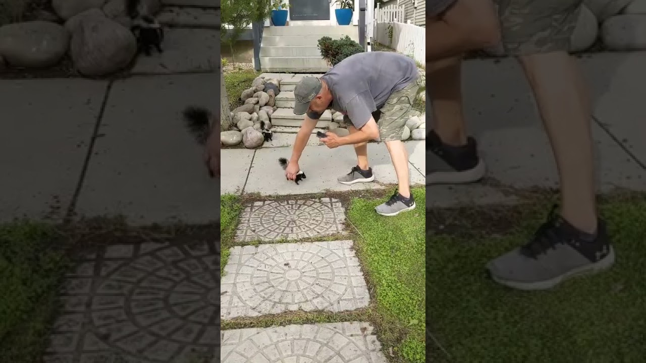 Toughest guy on the block - Wee skunk charging and stomping, showing my neighbour who's boss!