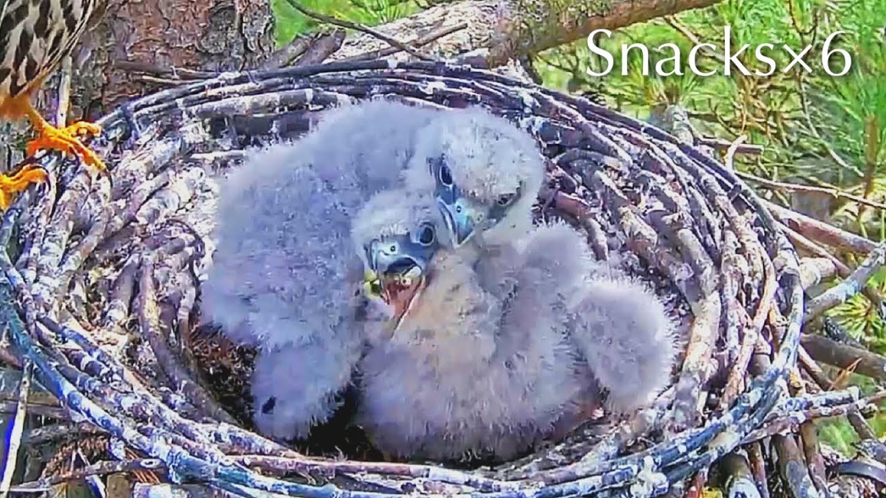 #113🦅🐥21°🐥21°／Falcon Nest 2025🇬🇧 Forestry England South Forest District／Powerd by WildlifeWindows