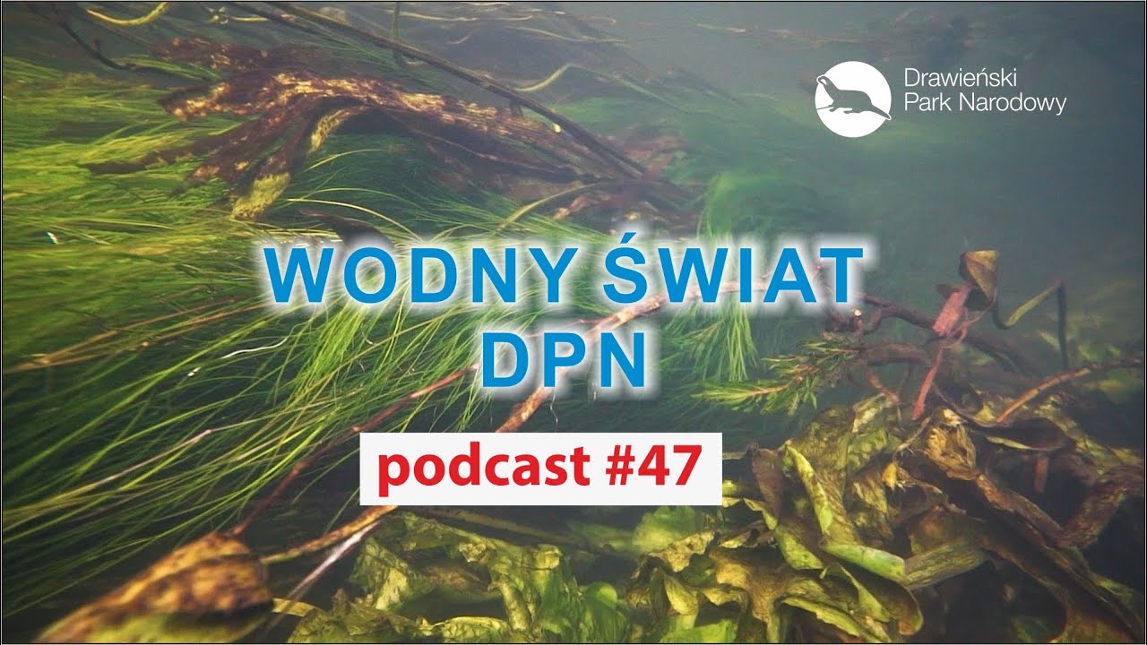 Podcast #47  - Wodny Świat DPN