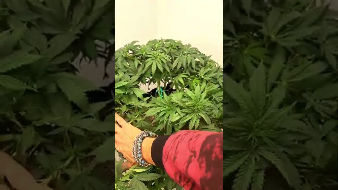 High Stress Training.