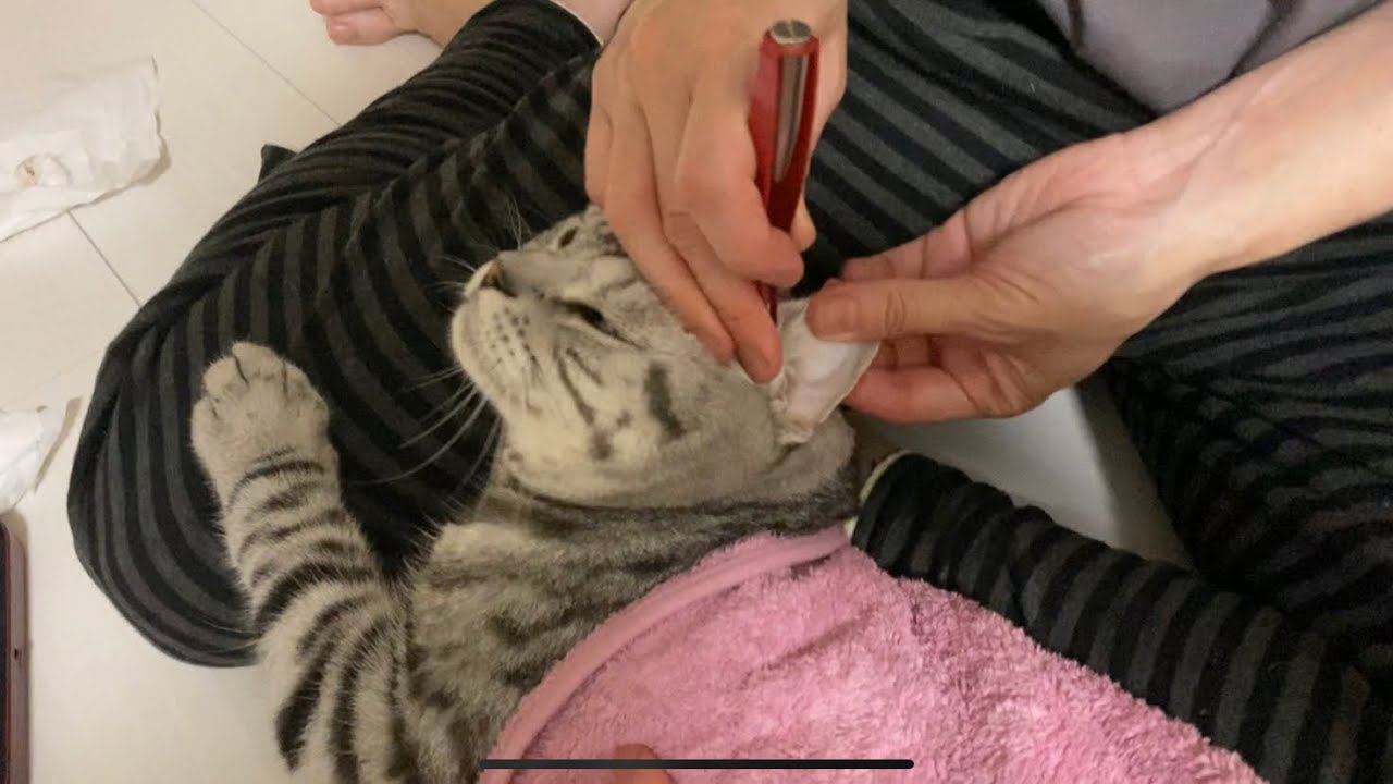猫の耳掃除したらゴッソリ取れた