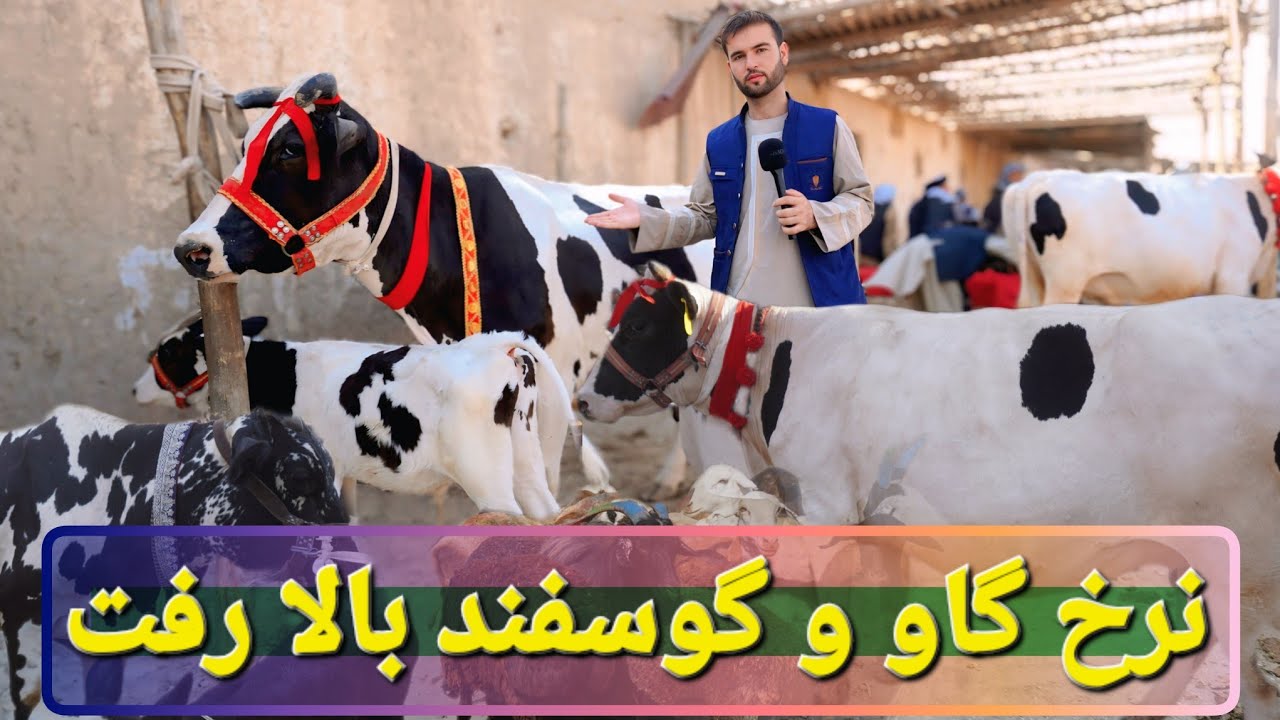 گزارش حیات الله 🐄قیمت گاو وطنی و گوساله‌ فارمی بالا رفت  تازه‌ترین نرخ بز، بره و گوسفند در بازار مال