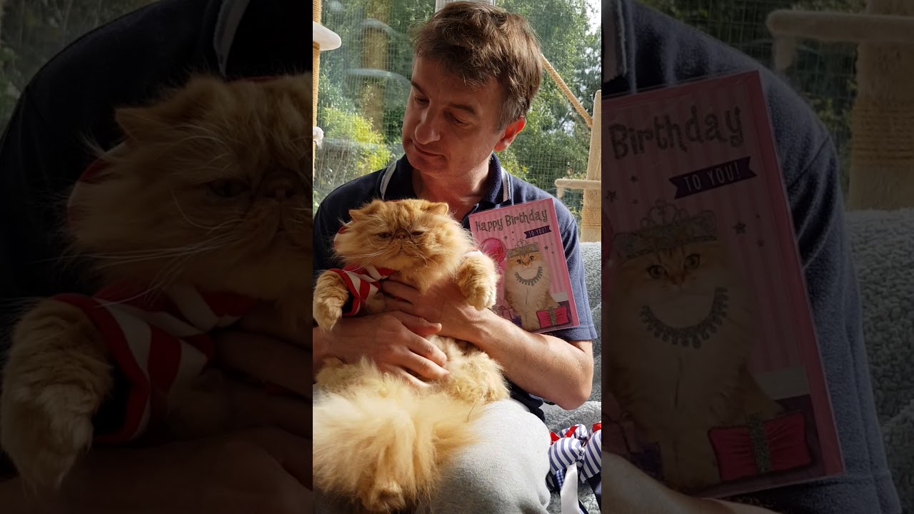 SUPER JACK of strawberry pedigree cat rescue DADDYS BIRTHDAY