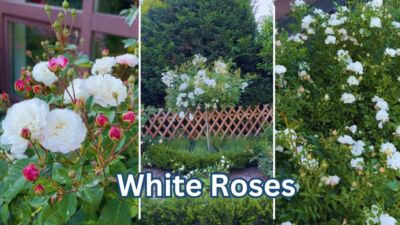 White ROSES: The Secret to a Stunning Garden