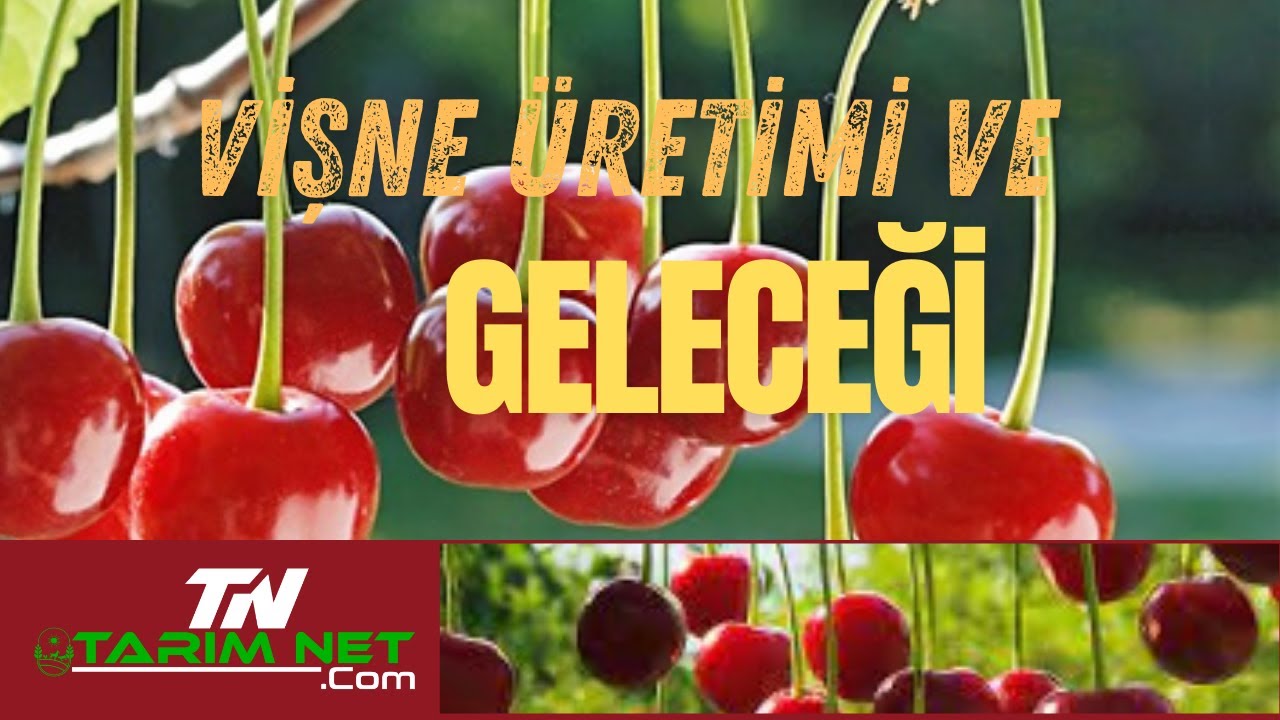 VİŞNE &Uuml;RETİMİ  VE GELECEĞİ