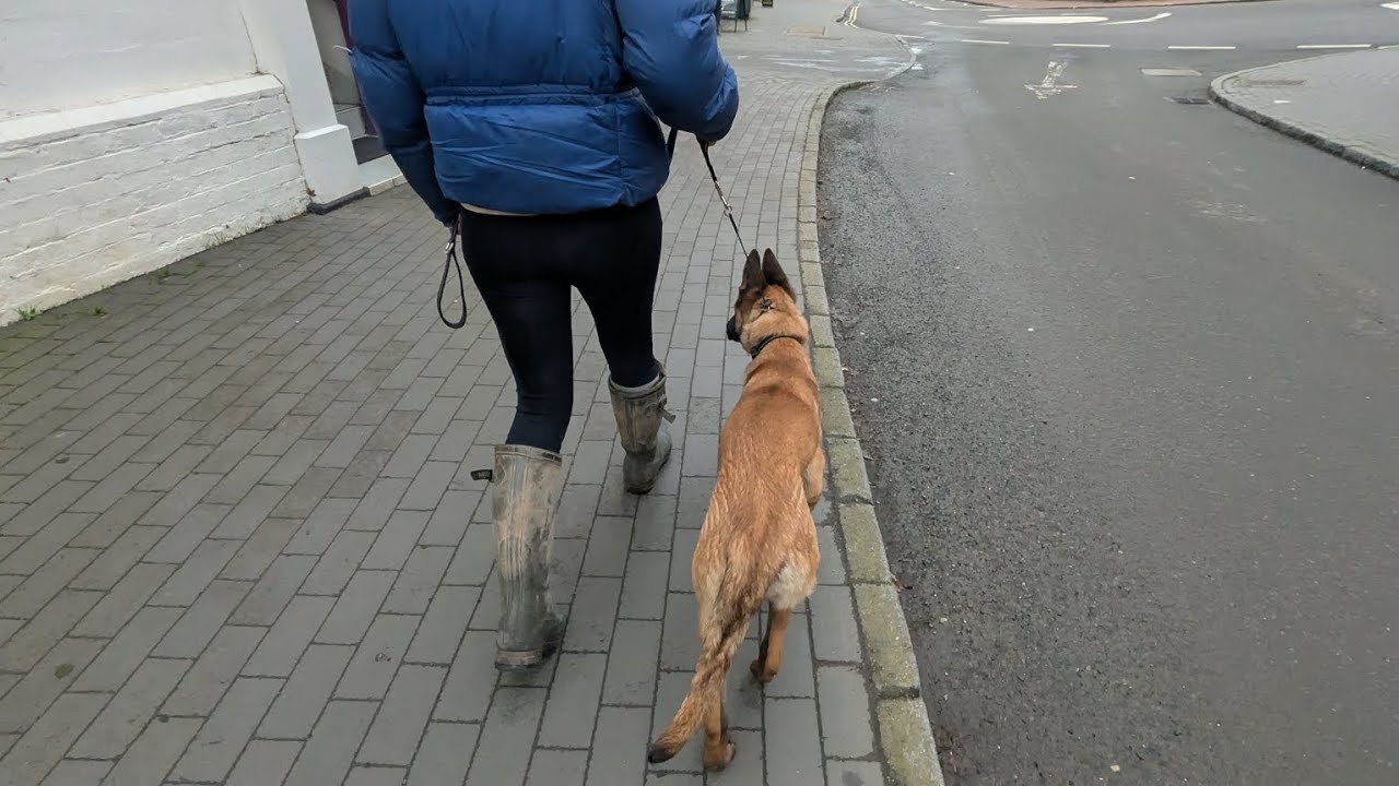 TEACH A PUPPY TO WALK ON BOTH YOUR LEFT & RIGHT SIDE? Here's why! 