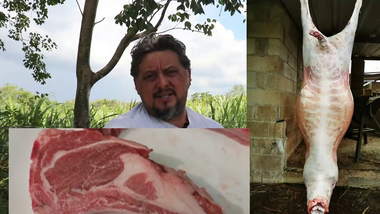 borregas, mas grande no siempre es mejor.