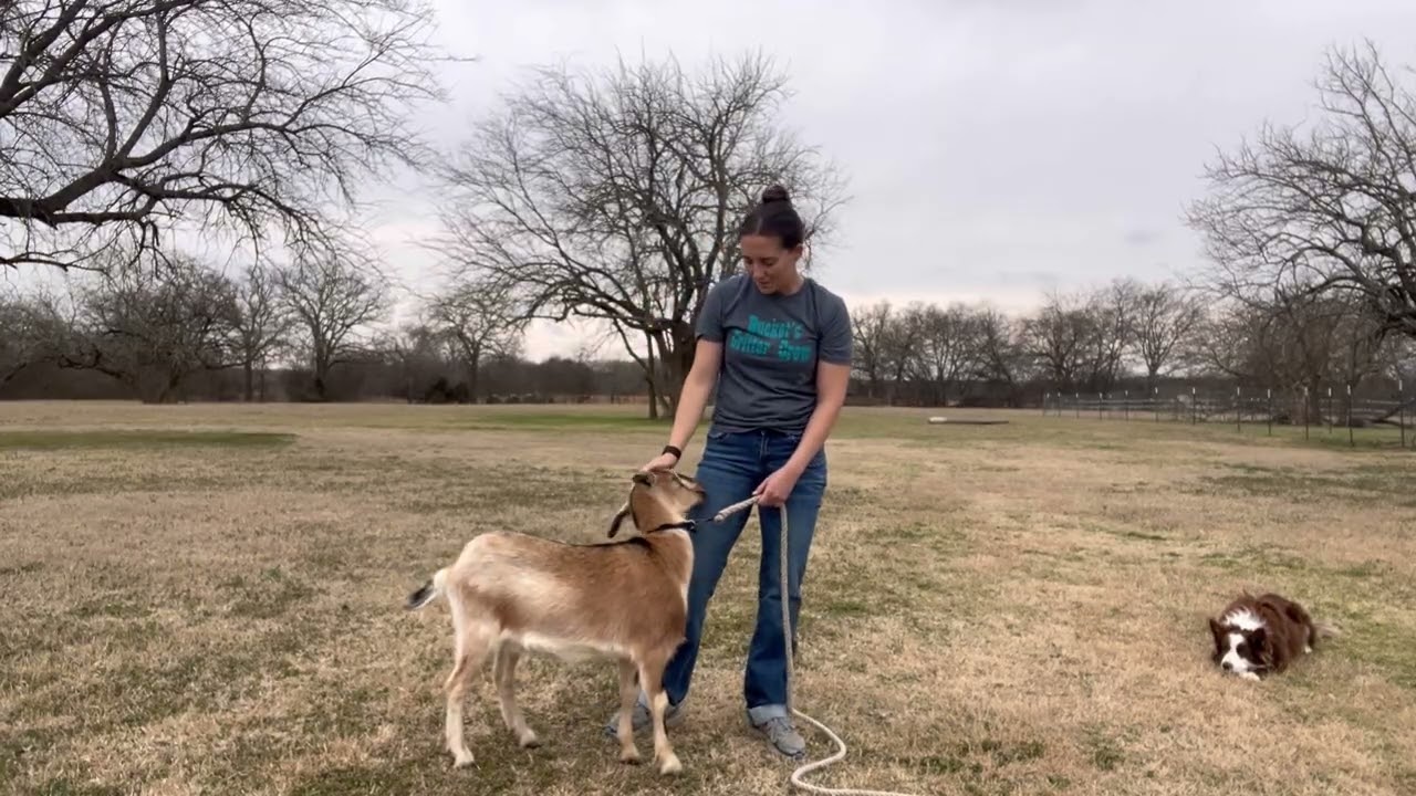 DON’T LET YOUR GOATS HIT THE GROUND HARD