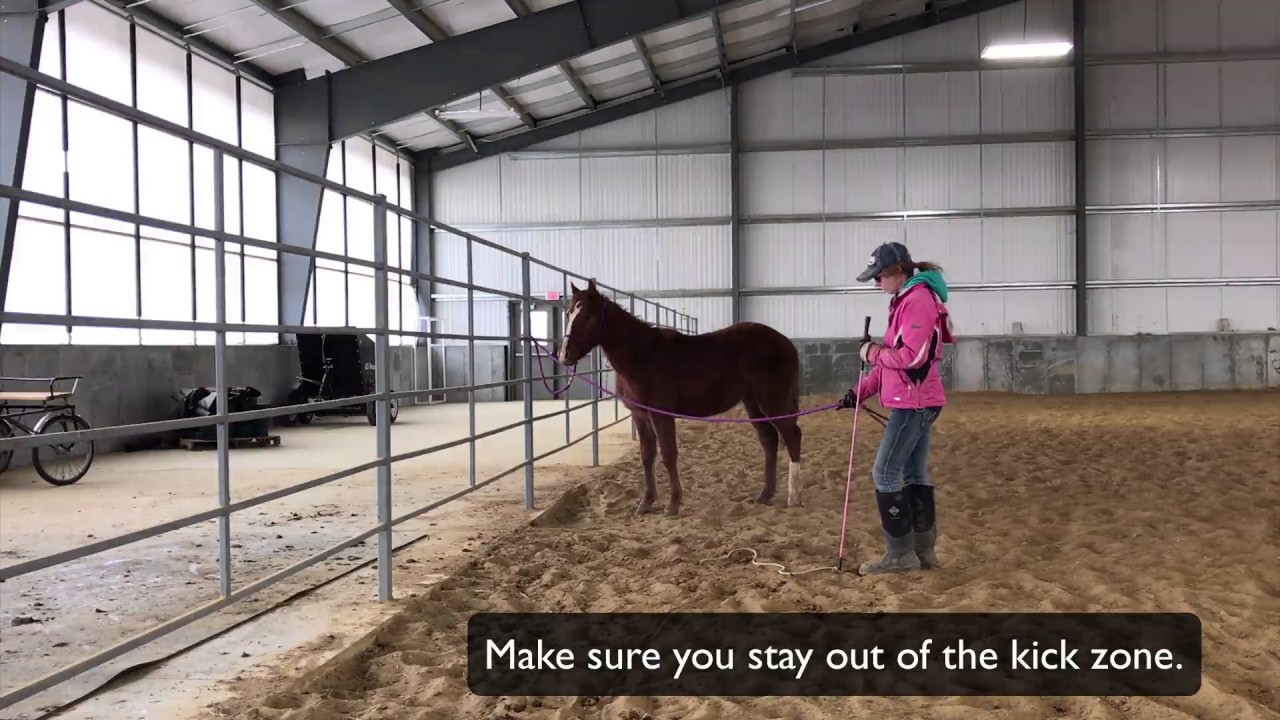 How to Train your Horse to Tie