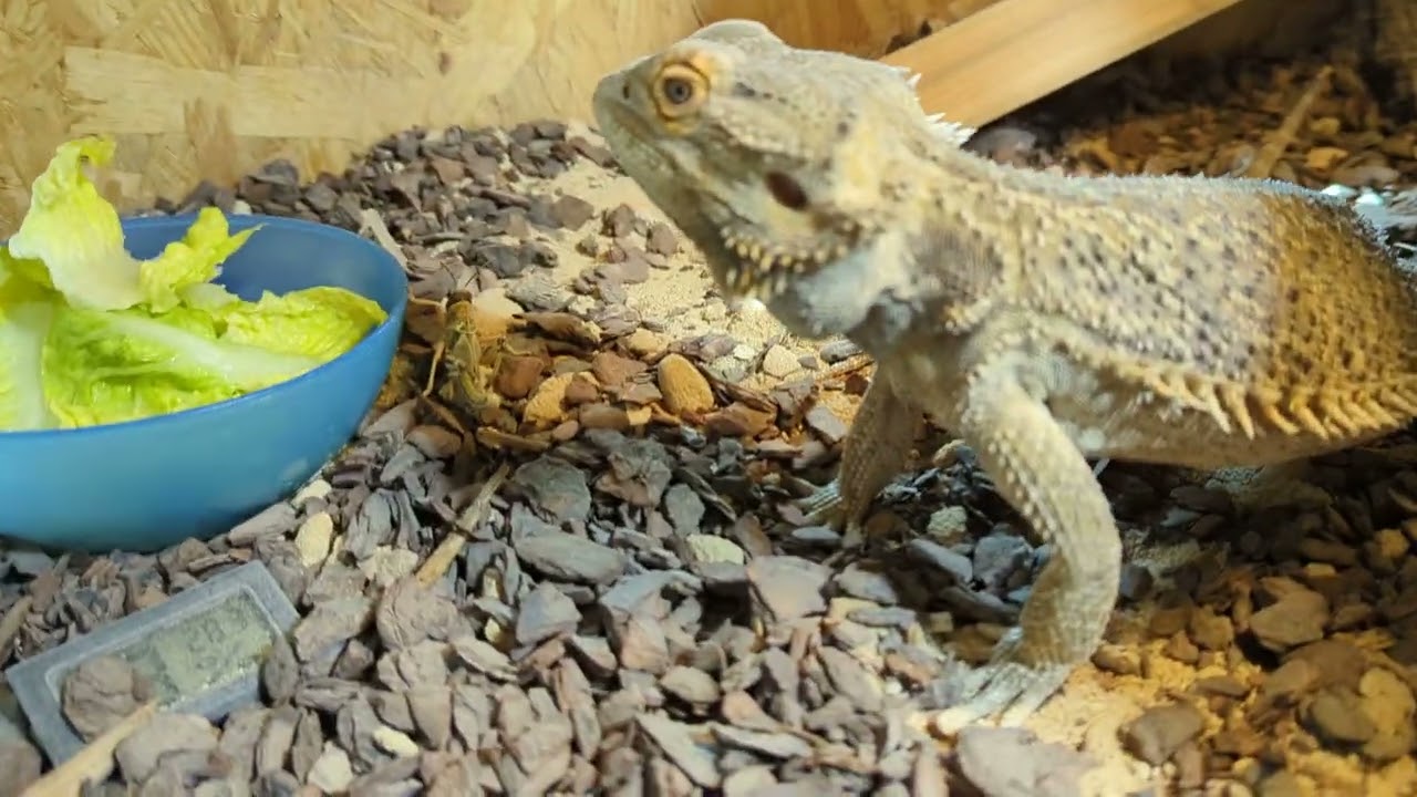 Bartagame SPIKE Jagt Heuschrecken - Ungekürztes Video!