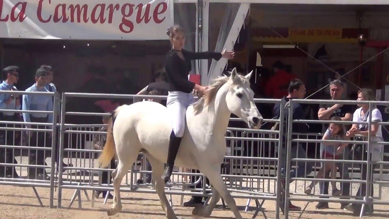 spectacle équestre monte au collier et monte en liberté