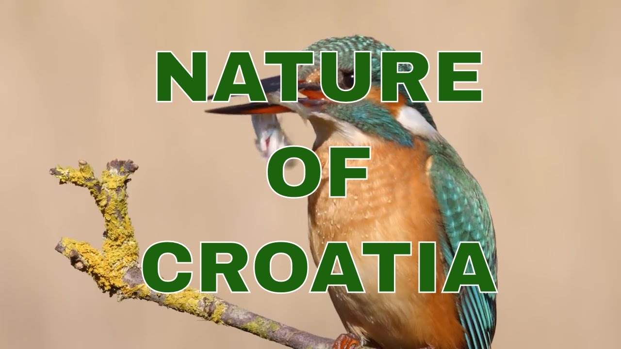 Priroda Hrvatske Wild Croatia - kontinentalna Hrvatska/The continent Croatia