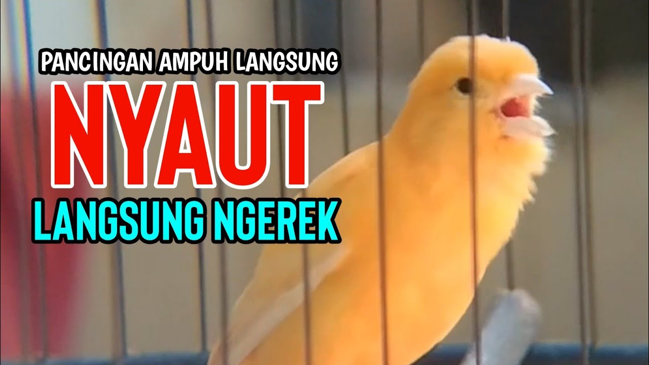 Suara Burung KENARI GACOR Ngerek Emosi Cuit Cuit NGEROL utk Pancingan Kenari dan  Masteran Murai